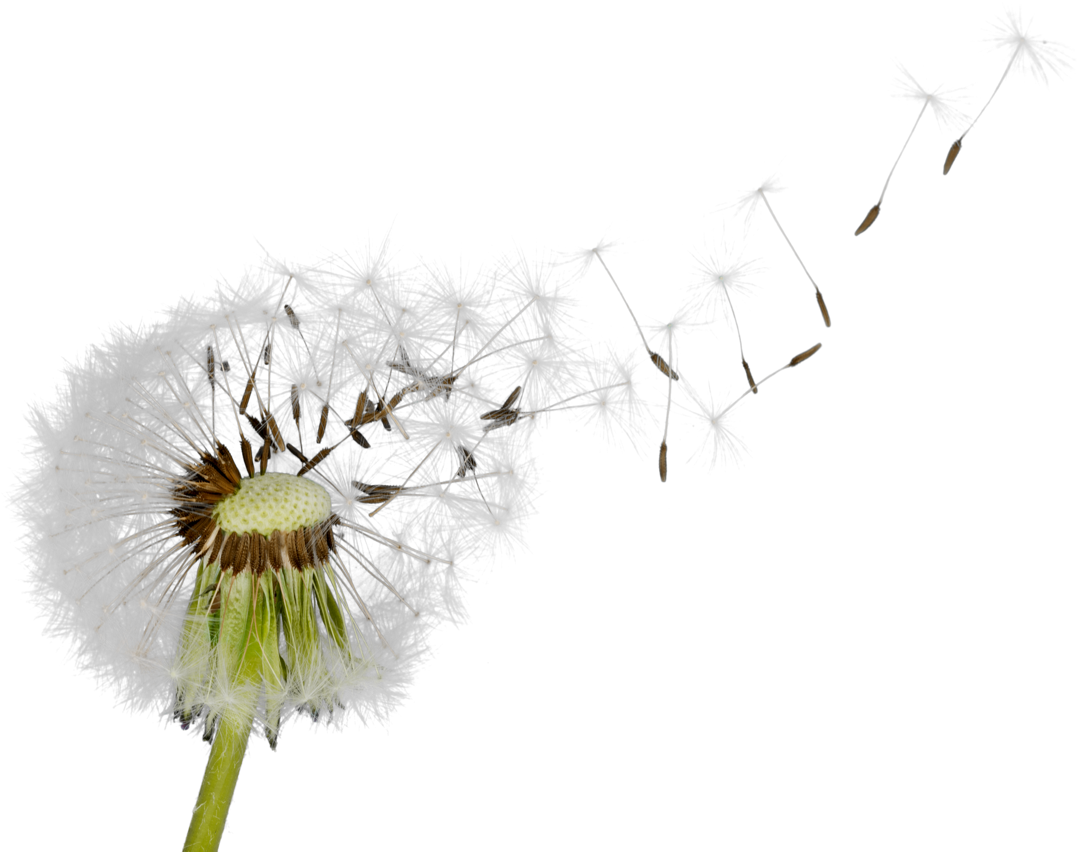 Dandelion Blowing in the Wind