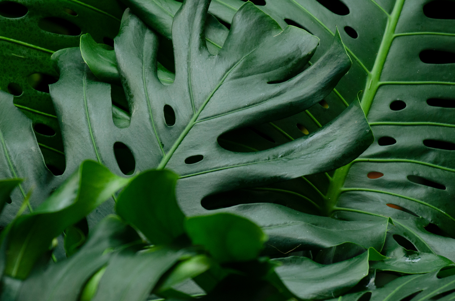 Close-Up Shot of Monstera Leaves 