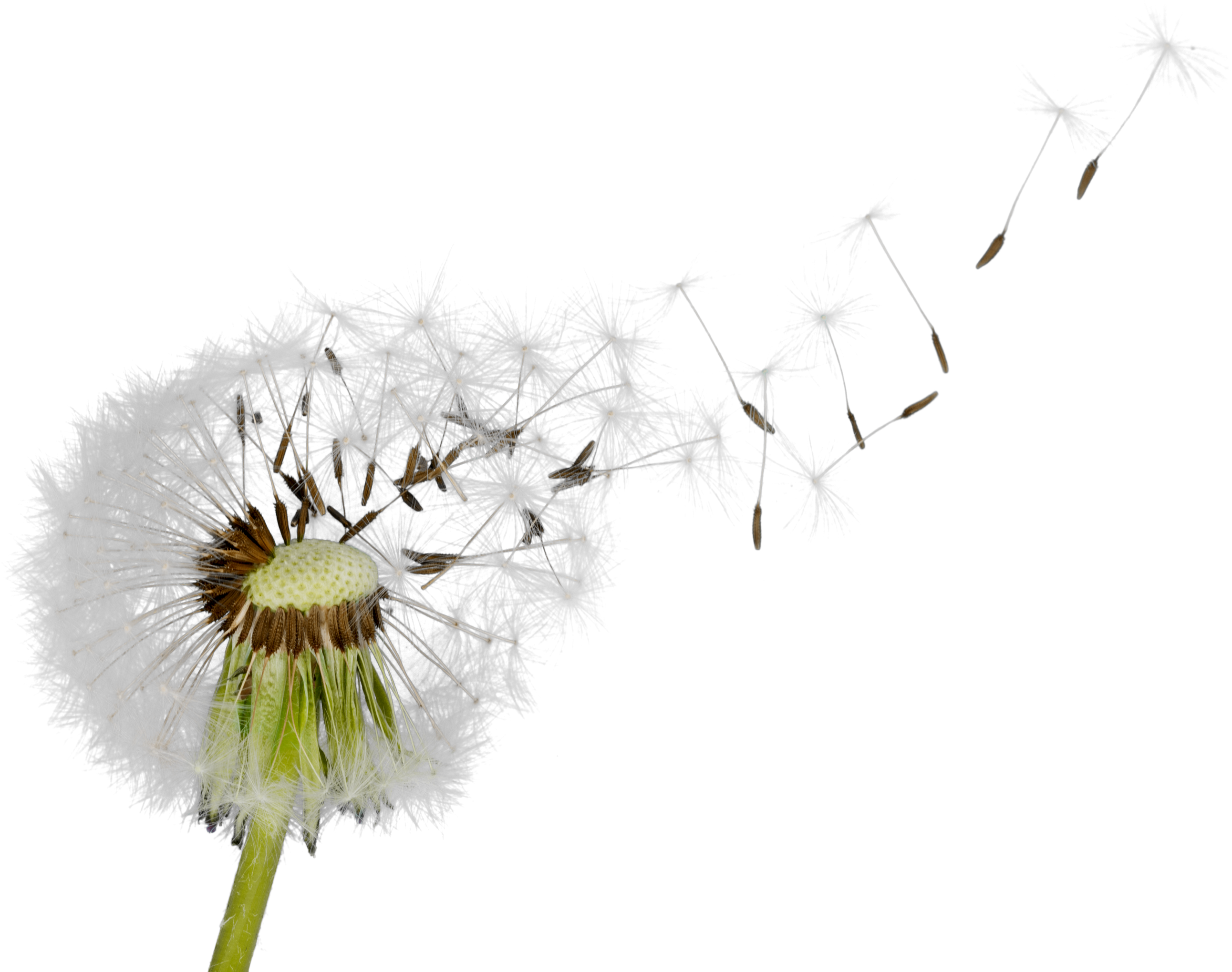 Dandelion Blowing in the Wind